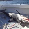 Photos: This 300 Pound Shark Jumped Into NJ Man's Boat And Tried To Eat It